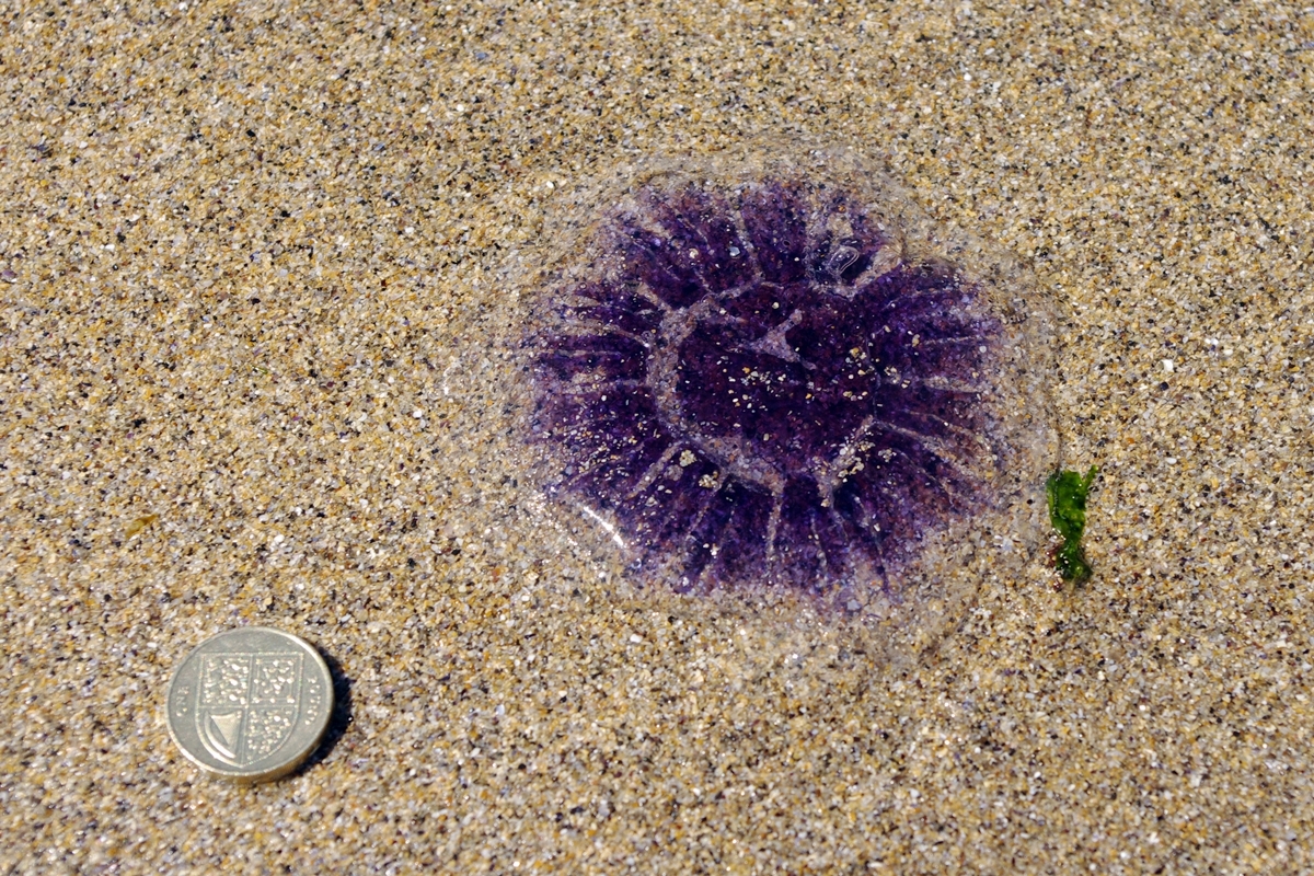 Blue Jellyfish