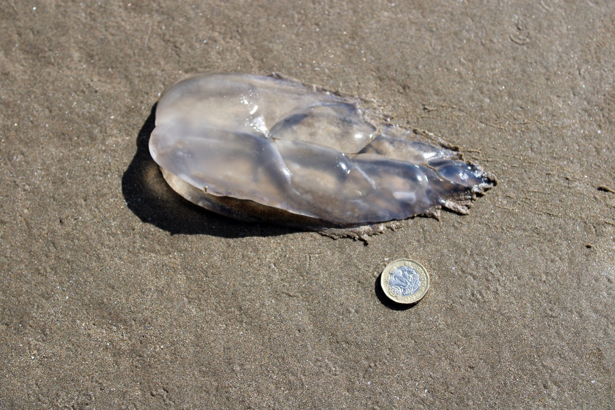 Melon Comb Jelly