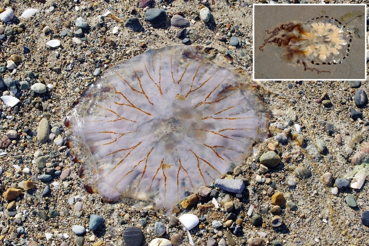 Compass Jellyfish