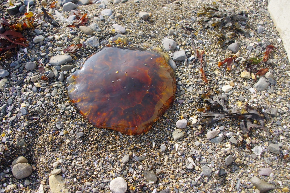 Lion's Mane Jellyfish