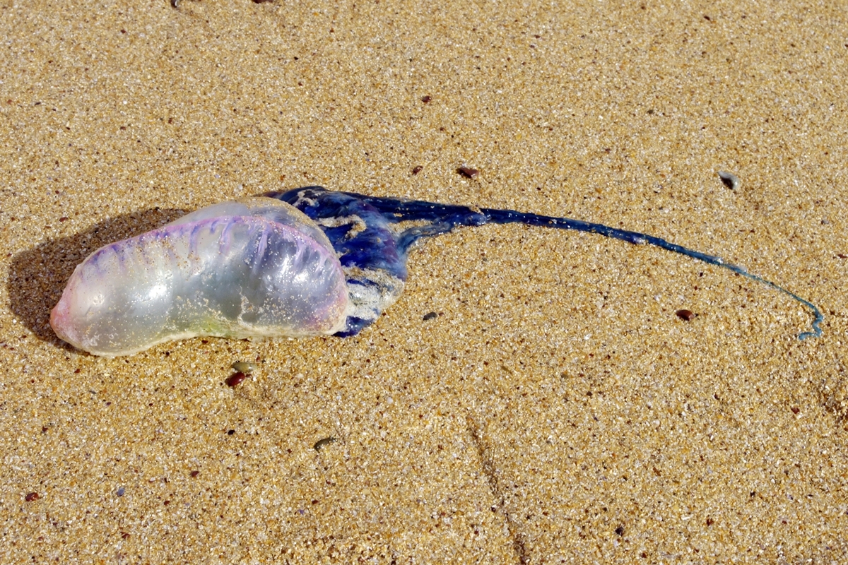 Portuguese Man o' war