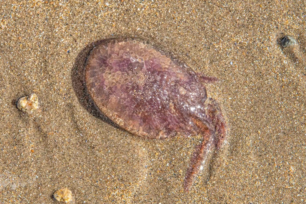 Mauve Stinger