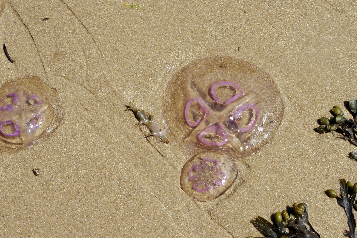 Moon Jellyfish