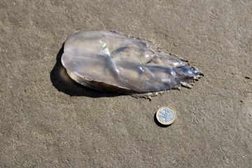 Melon Comb Jelly