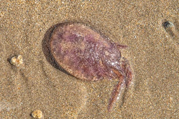 Mauve Stinger