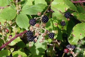 Wild Berries