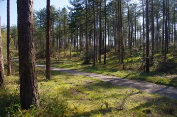 Pembrey Forest