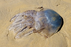Jellyfish