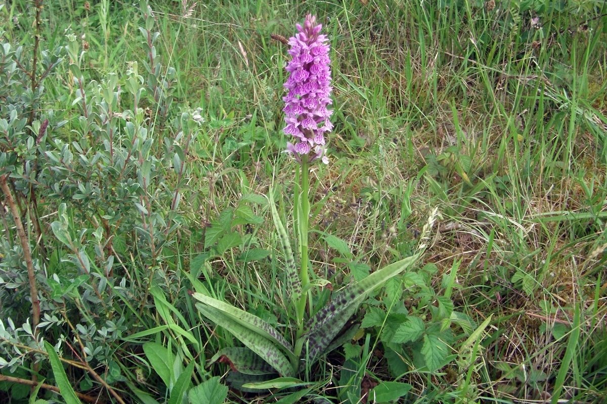 Southern Marsh Orchid