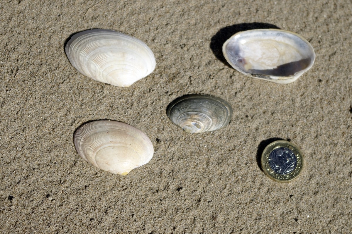 Banded Carpet Shell