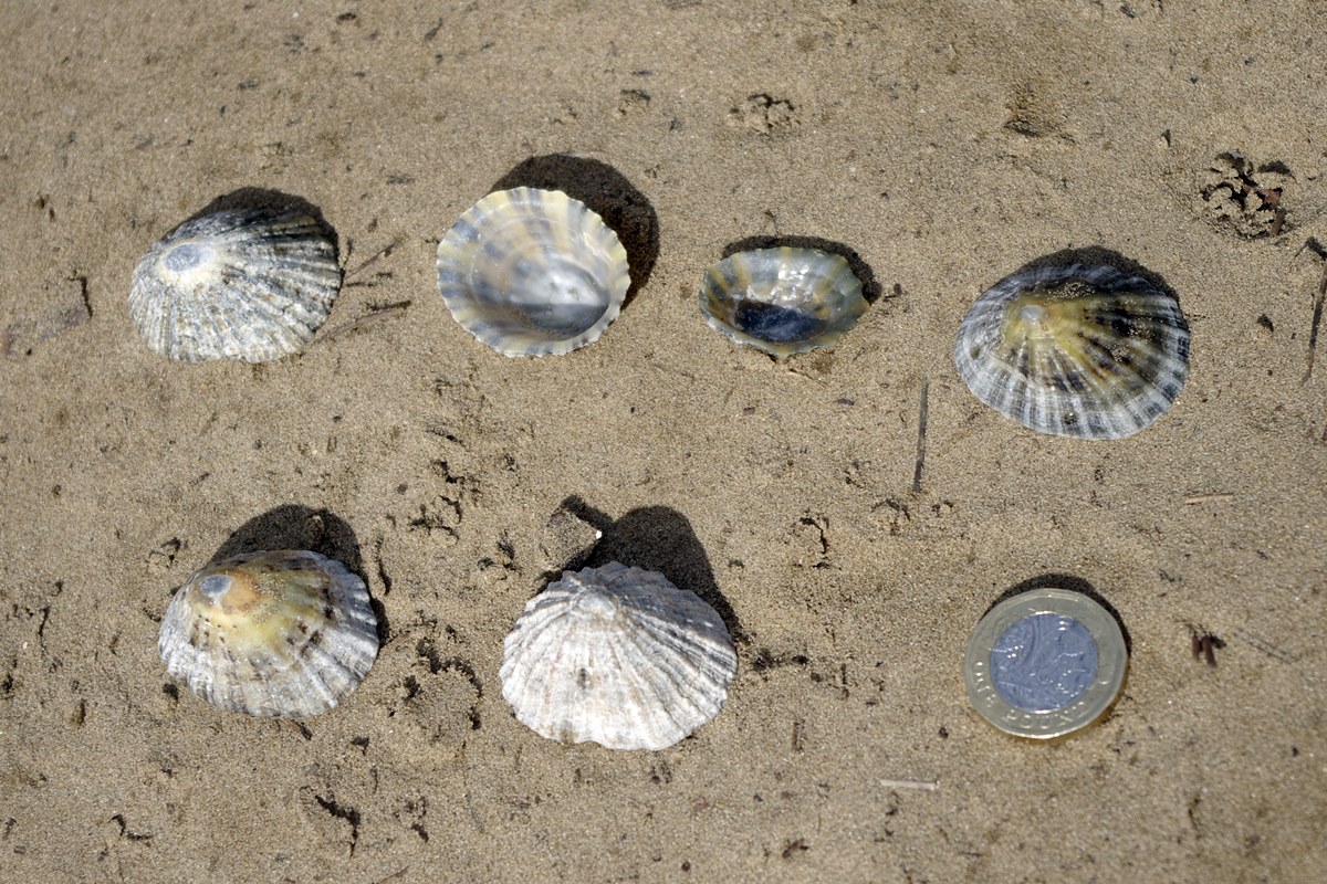 Black Footed Limpet