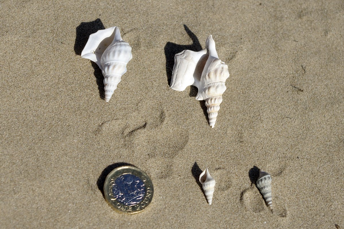 Pelican's Foot Shell