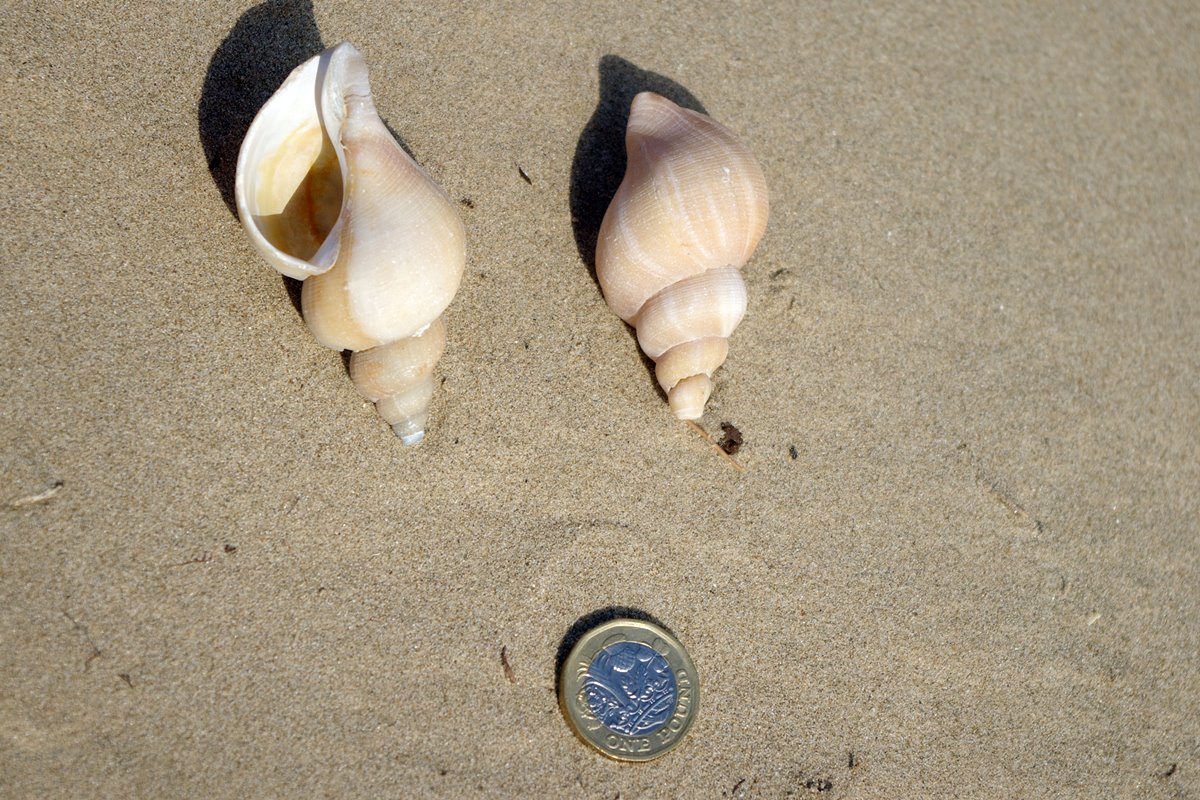 Red Whelk