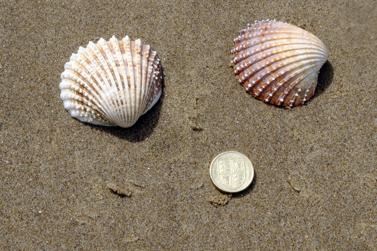 Prickly Cockle