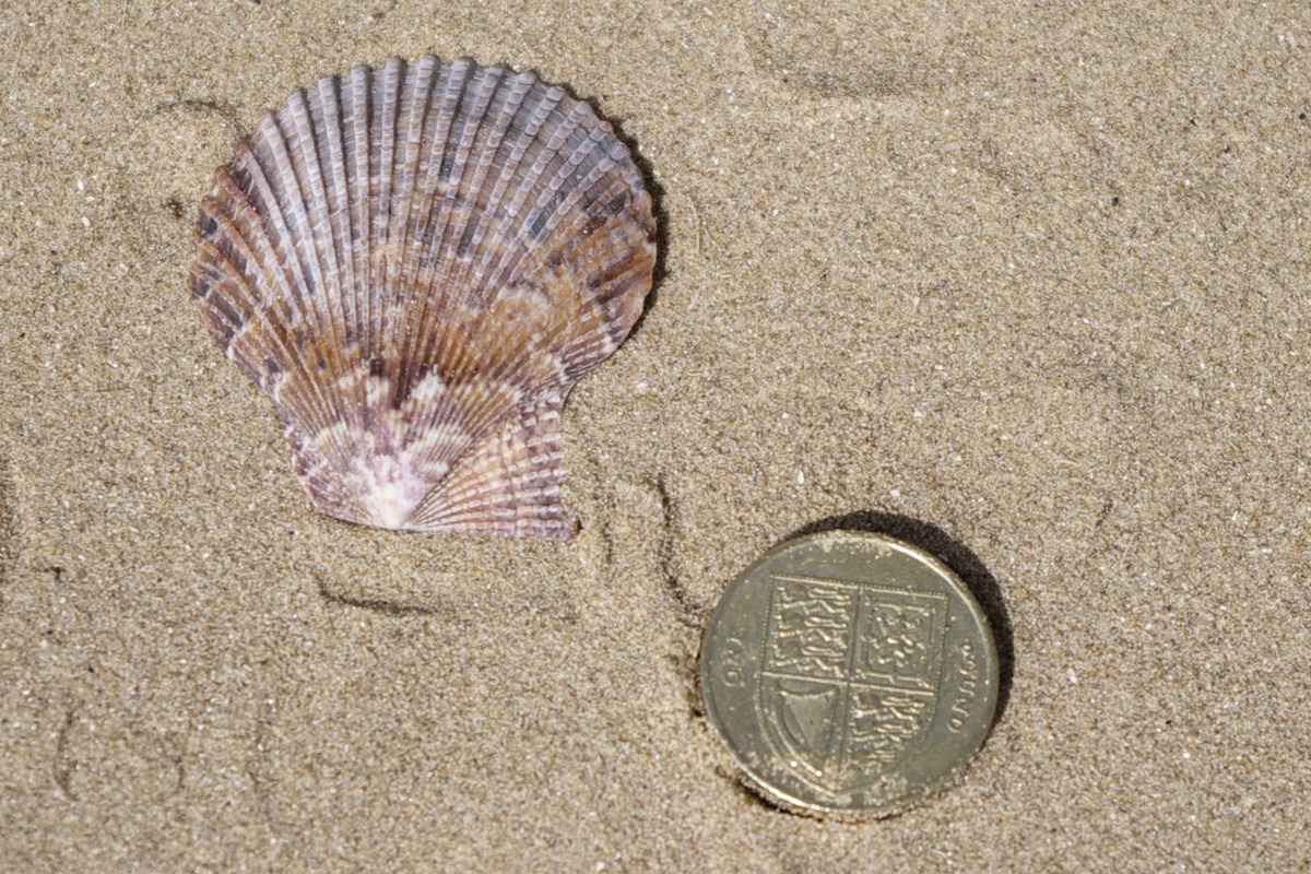 Variegated Scallop