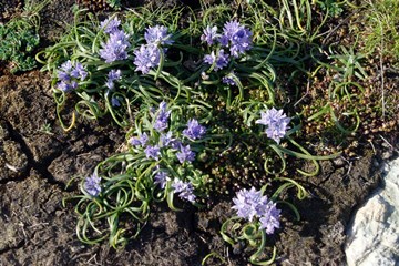 Vernal Squill